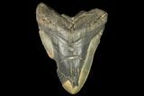 Bargain, Fossil Megalodon Tooth - Massive Meg Tooth #147399-2